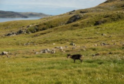 We met many wandering caribous on our hikes around Salluit