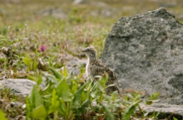 A ptarmigan chick trying to blend in with the surrounding rocks