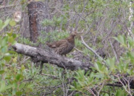 A spruce grouse, or "fool hen"