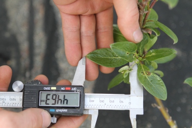 Measuring leaf length
