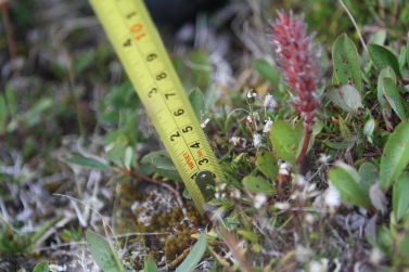 Measuring the height of Salix arctica (arctic willow)
